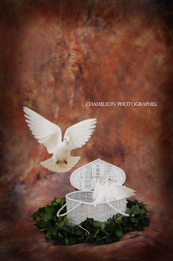 Dsc_1913 Dsc 1913 - Chameleon Photographix