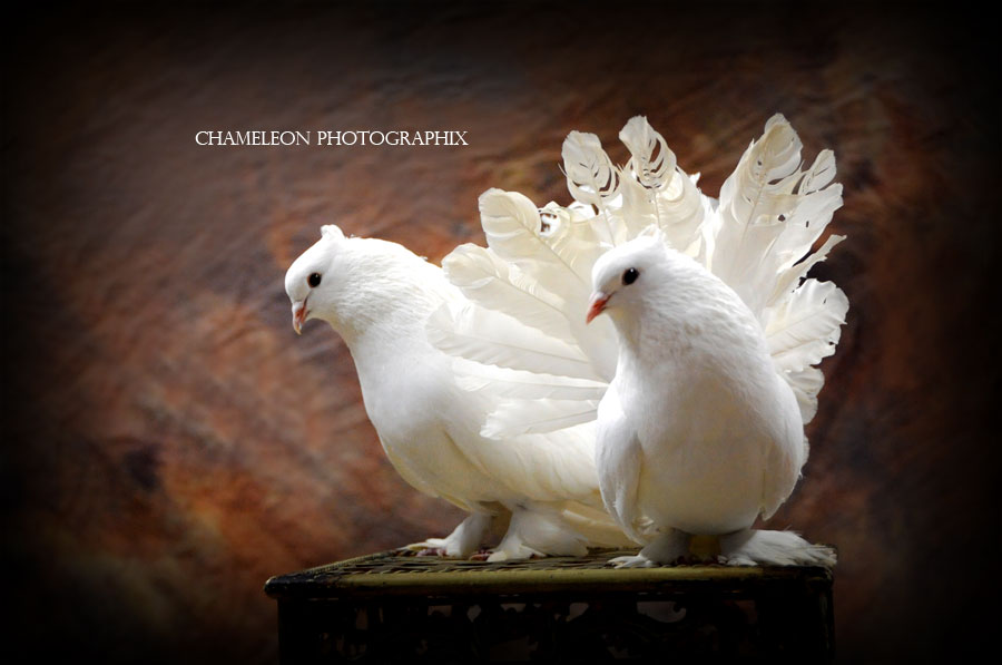 Dsc_2169 Dsc 2169 - Chameleon Photographix
