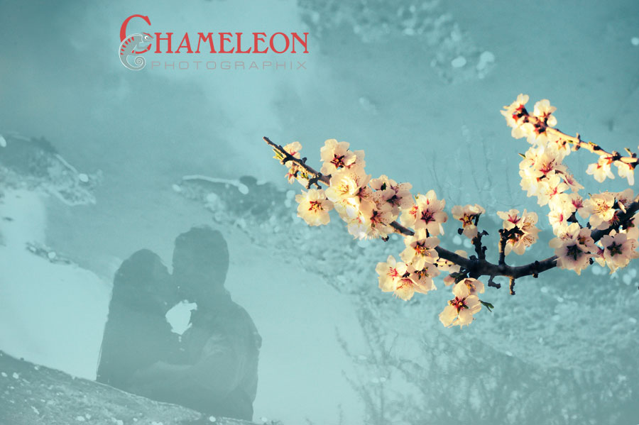017-Copy 017 Copy - Chameleon Photographix